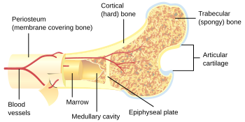 Ostkruc-section.svg