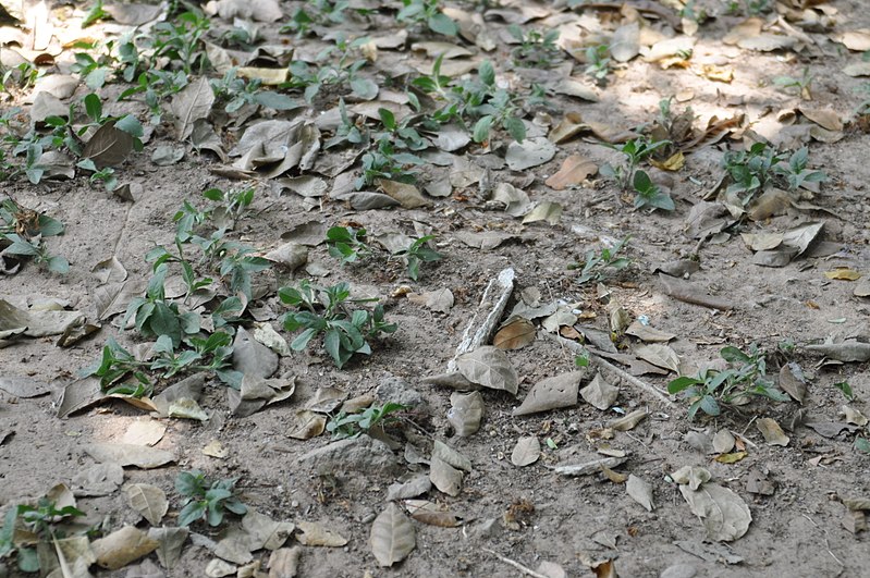 File:Bone fragments from the victims (14064610409).jpg