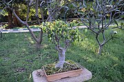 View of Bonsai Garden Lal Bag Bangalore