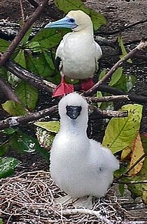 Coringa-Herald National Nature Reserve