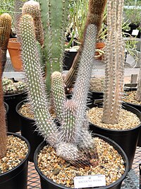 Borzicactus hystrix - University of California Botanical Garden - DSC08845.JPG