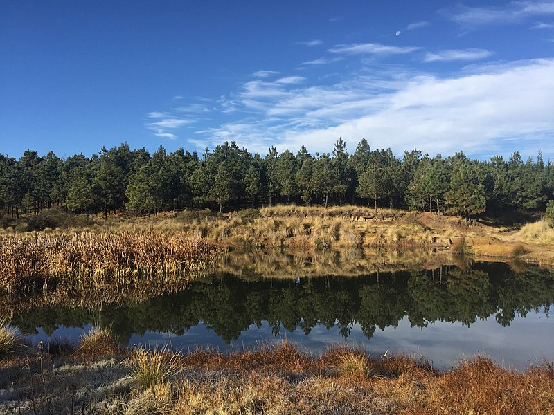 File:Bosque de coníferas en Marquesa 02.jpg