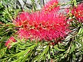 درخت Callistemon