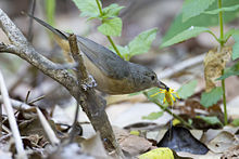 Bowers strike thrush 2.jpg