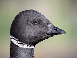 Brant goose