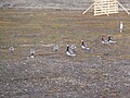 Post-breeding group; Ny-Ålesund, Spitsbergen, Svalbard
