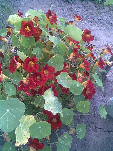 File:Brassicales - Tropaeolum majus 7 - 2011.08.07.jpg