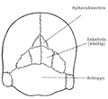 Thumbnail for Interparietal bone