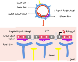 انهيار حاجز الدم في الدماغ في مرض الزهايمر