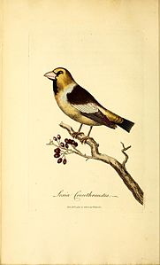 ornithologie britannique (18773897168) .jpg