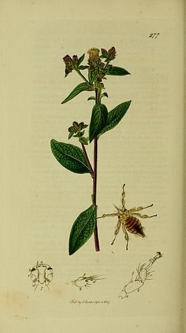 Nycteribia kolenatii