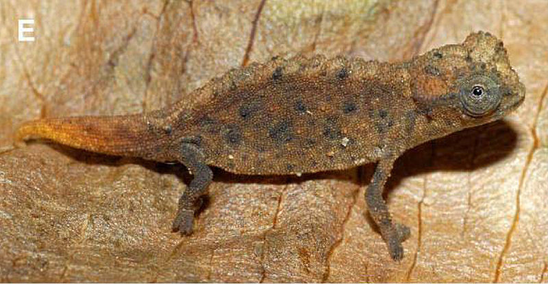 File:Brookesia micra male.jpg