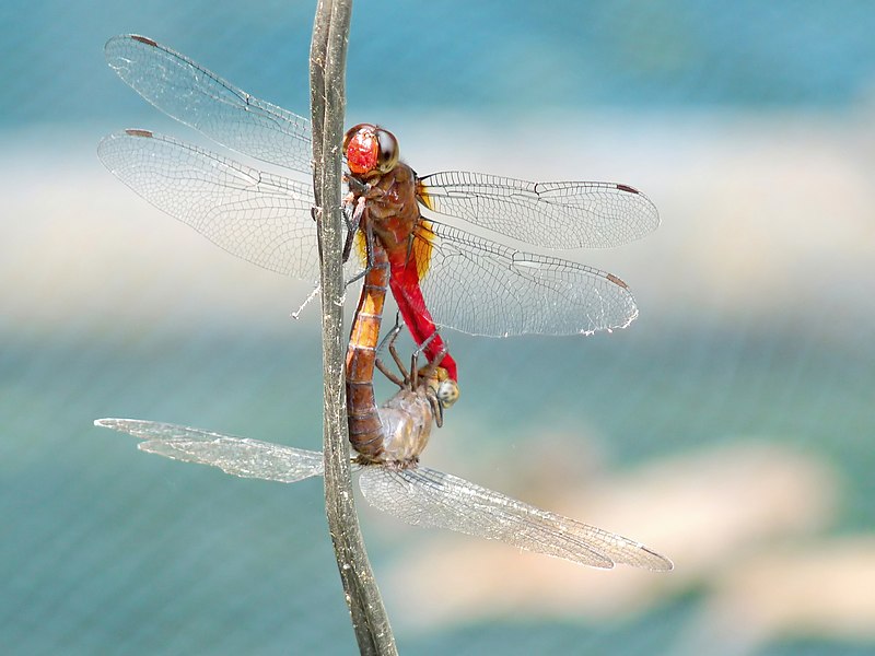 File:Brown-backed Red Marsh Hawk Orthetrum chrysis in love by Kadavoor.jpg