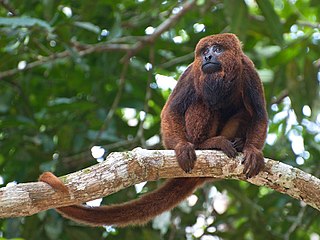 Brown howler Species of New World monkey