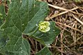 Bryona dioica Bray-sur-Somme (Somme), France