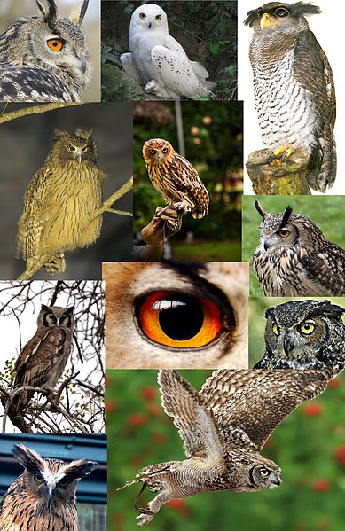 File:Bubo, Some owls from the genus.jpg