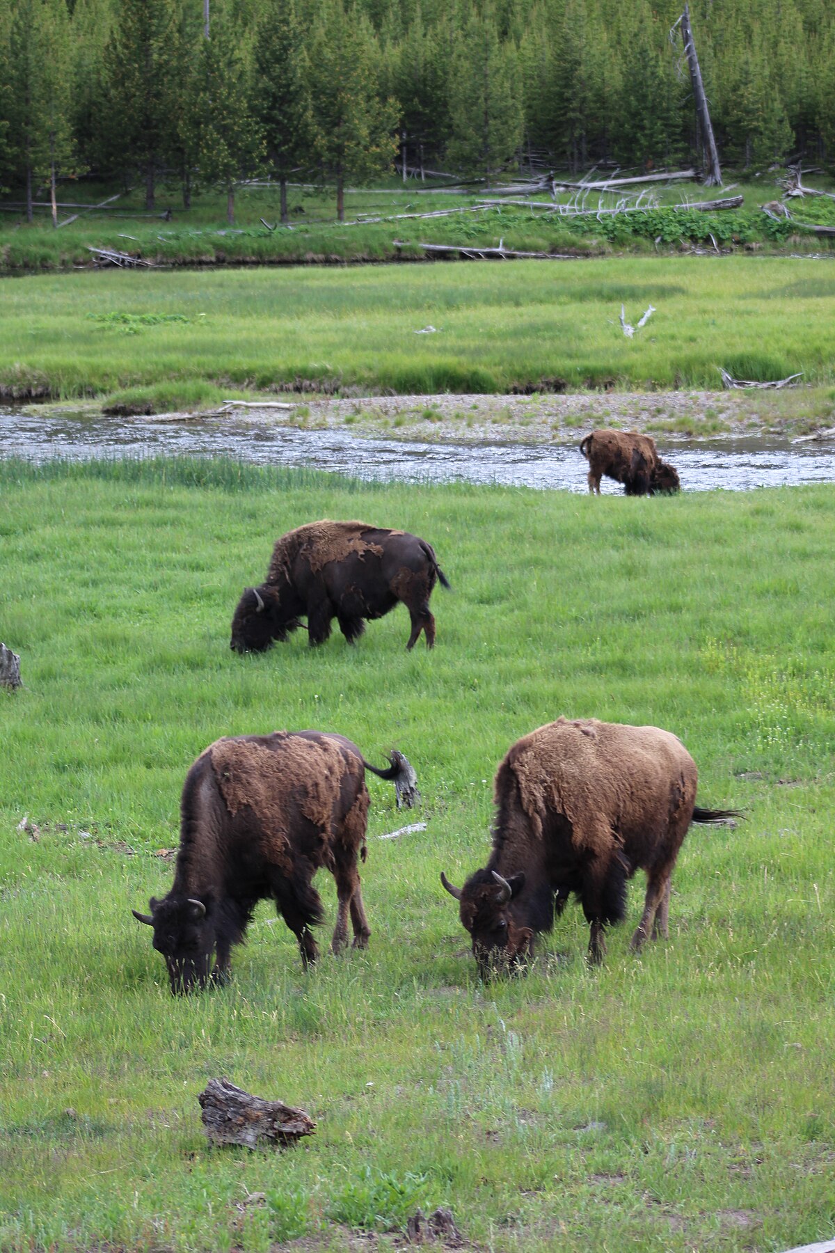 Bison (American Buffalo)  Black Hills & Badlands - South Dakota