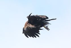 Cinereous vulture, affected with a disease, yellow tag with black characters LUM