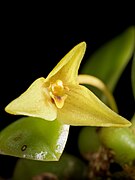 Bulbophyllum oblongum