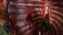 Bullet wound on the ribs of a deer in the lung area Bullet exit wound of a lung shot Dama dama Sweden 01.png