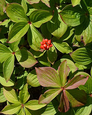 Bunchberry (Cornus canadensis)