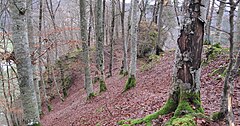 Bild 5: Blick vom heutigen Zugangspfad zur Burgstelle auf die Kernburg. Der Weg führt durch den Burggraben, linksseitig an der Vorburg vorbei und durch die ehemalige Schildmauer hindurch auf das Spornplateau der Kernburg