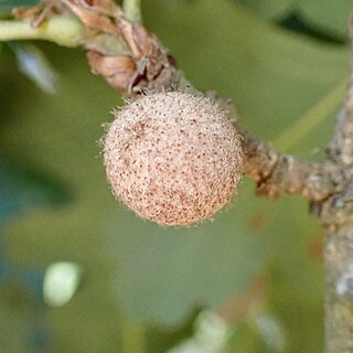 <i>Burnettweldia washingtonensis</i> North American gall-inducing wasp