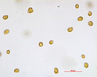 <i>Heterosigma akashiwo</i> Species of alga