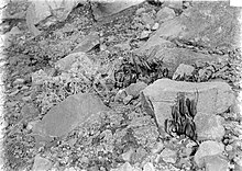 COLLECTIE TROPENMUSEUM Polypodium vulcanucun en Gnaphalium javanicum op de Gedé Jawa TMnr 10006101.jpg