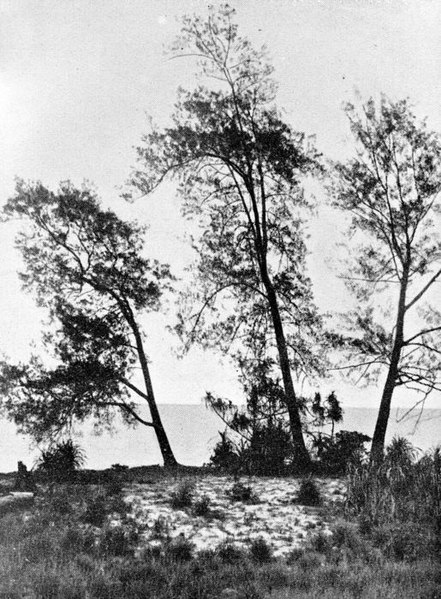 File:COLLECTIE TROPENMUSEUM Strandwal met casuarina equisetifolia Forst en Pandanus tectorius sol TMnr 10006178.jpg