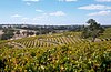 Vineyards in South Australia