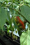 C annuum big jim fruits.jpg