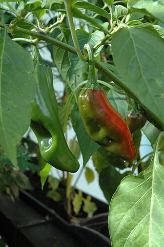 <span class="mw-page-title-main">Big Jim pepper</span> Cultivar of New Mexico chile pepper