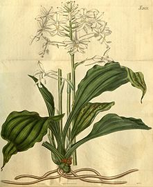 Calanthe triplicata (as Calanthe veratrifolia) - Curtis' 53 pl. 2615 (1826).jpg
