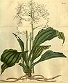 Calanthe triplicata plate 2615 in: Curtis's Bot. Magazine (Orchidaceae), vol. 53, (1826)