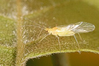 Calaphidinae Subfamily of true bugs