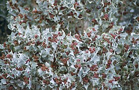 Atriplex hymenelytra (Desert holly) near Ubehebe crater