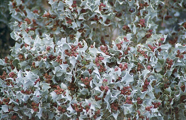 File:California_Death_Valley_Ubehebe_plant.jpg