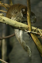 A pair of white-eared titis (P. donacophilus) entwining tails. Callicebus donacophilus hugging tails.gk.jpg