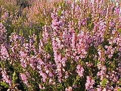 27.1.08 Besenheide