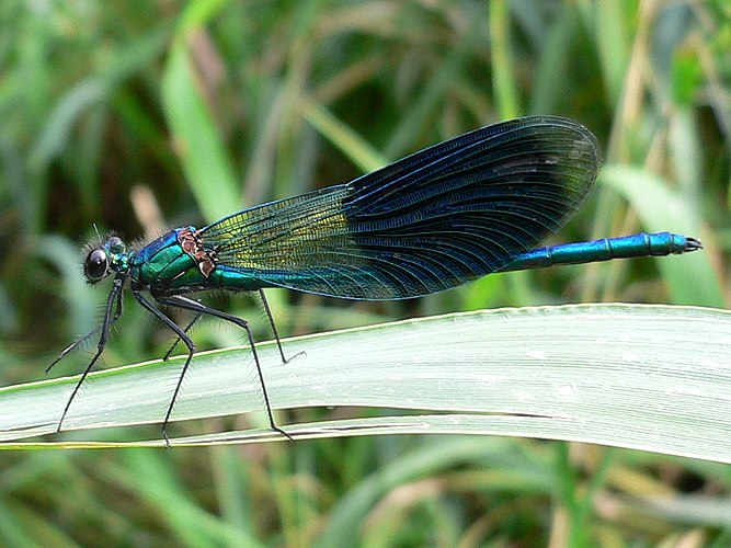 Блестящая красотка (Calopteryx splendens)