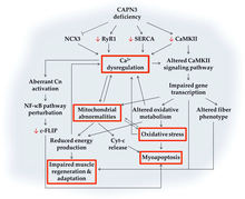 Diagram of calpainopathy pathophysiology, showing calcium dysregulation to play a central role. Calpainopathy pathophysiology.png