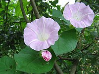 Calystegia pulchra