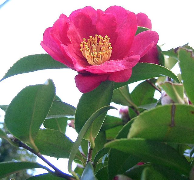 Camellia sasanqua - Wikipedia, la enciclopedia libre