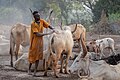 Campamento de ganado de la tribu Mundari, Terekeka, Sudán del Sur, 2024-01-30, DD 36