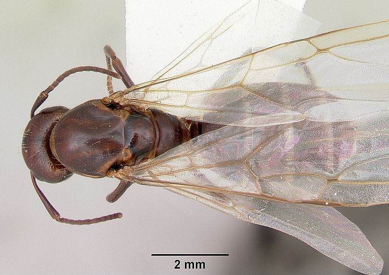 File:Camponotus cuauhtemoc casent0103415 dorsal 1.jpg