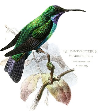 <span class="mw-page-title-main">Santa Marta sabrewing</span> Species of hummingbird