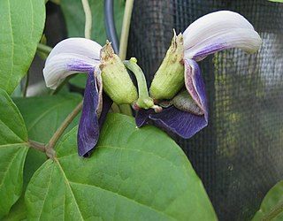 <i>Canavalia napaliensis</i> Species of legume