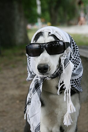 Canis lupus familiaris disguised.jpg