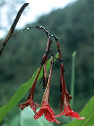 <i>Canna iridiflora</i> Species of flowering plant